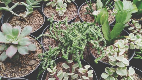 High angle view of succulent plant