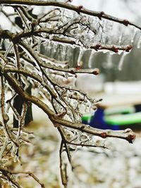 Close-up of frozen tree during winter