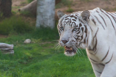 Tiger in a field