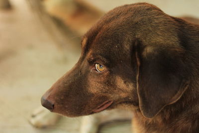 Close-up of dog looking away