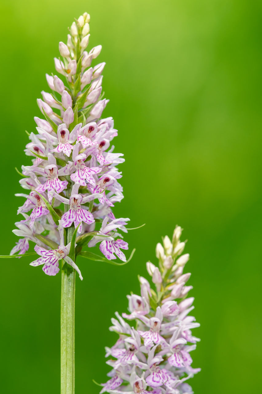 CLOSE-UP OF PURPLE FLOWERING PLANTS