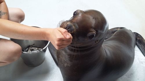 Cropped image of person feeding sea lion