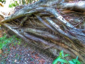 Close up of wood