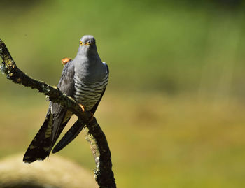 Close-up of bird perching outdoors