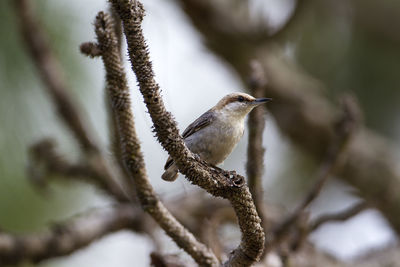 Close-up of bird perching on tree