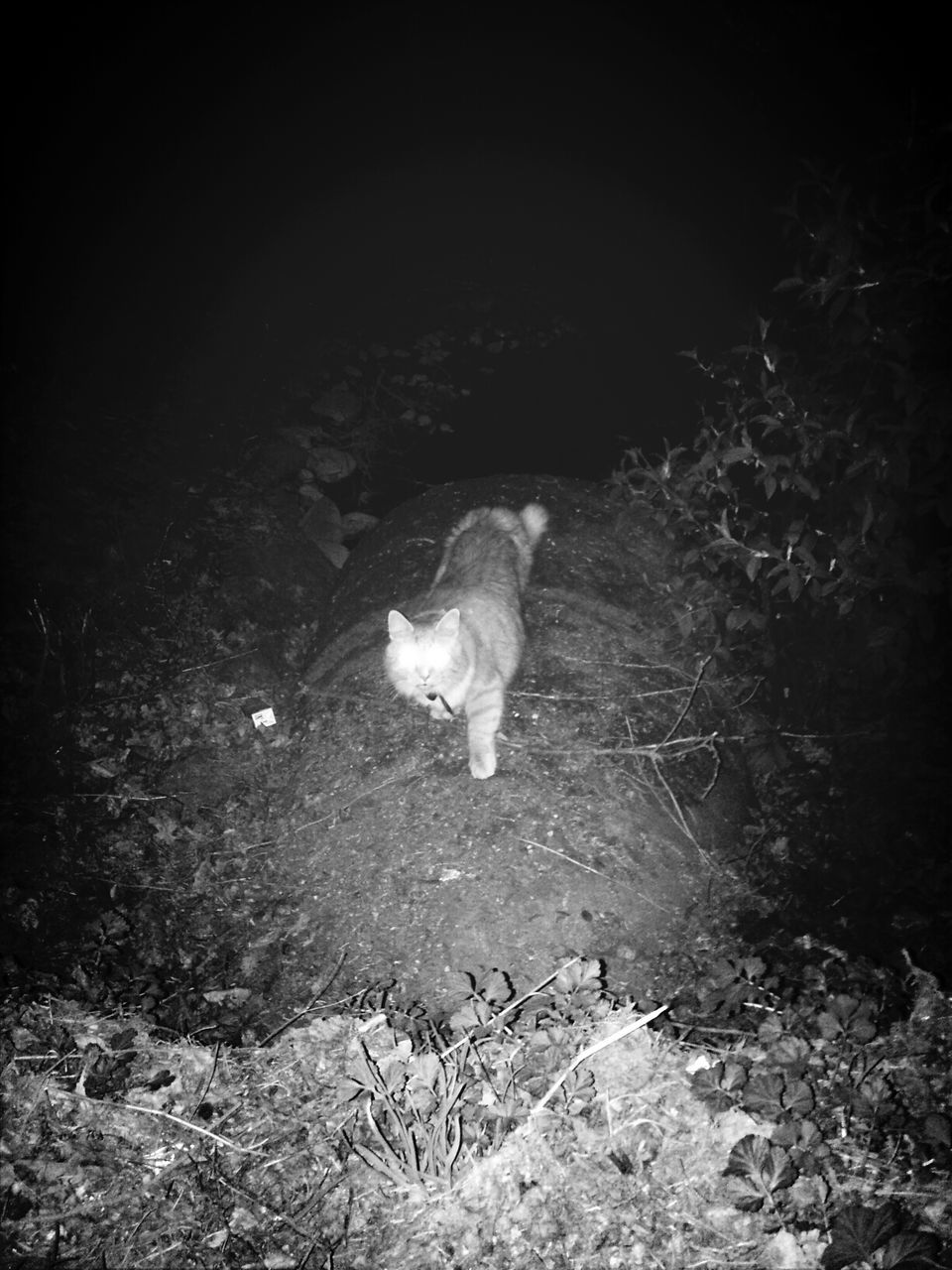 animal themes, one animal, domestic animals, mammal, pets, white color, full length, wildlife, domestic cat, cat, high angle view, zoology, field, animals in the wild, vertebrate, side view, day, no people, outdoors, nature