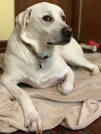 Close-up of dog looking away