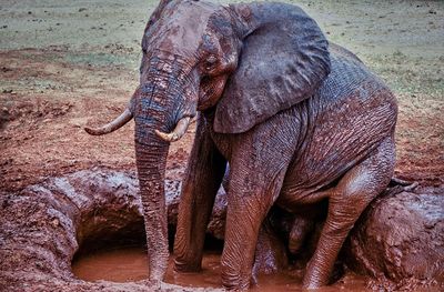 Close-up of elephant in zoo