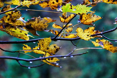 Close-up of autumnal leaves against blurred background