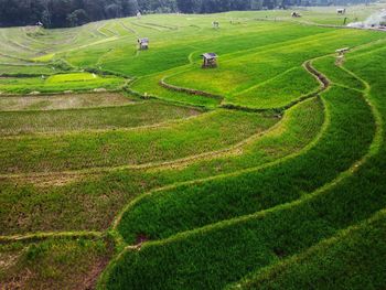 Aerial panorama of agrarian rice fields landscape 