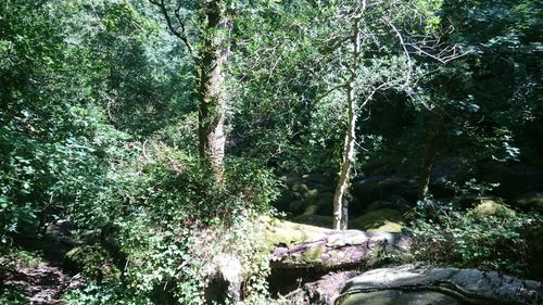 Trees growing in forest