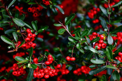 Close-up of berries growing on tree