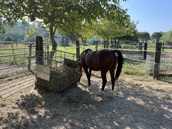 Horse in ranch