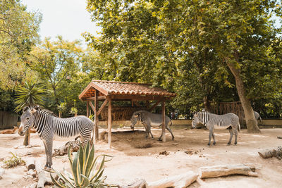 View of a horse in zoo