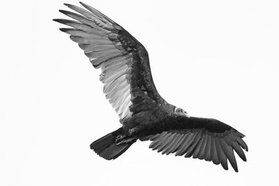 Low angle view of eagle flying against clear sky