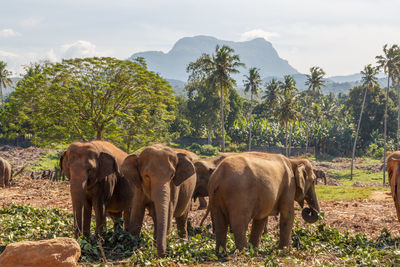 Elephant in a field