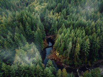 High angle view of pine trees in forest