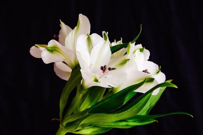 Close-up of white flowering plant against black background