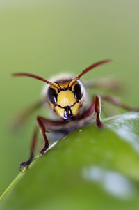 Giant hornet