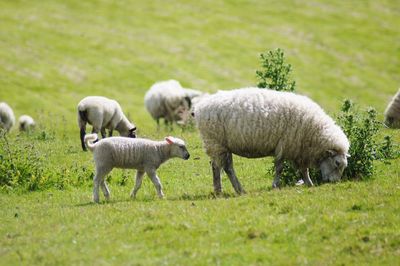 Sheep grazing in a field