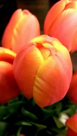 Close-up of red tulips