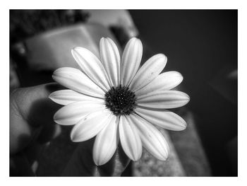 Close-up of daisy blooming outdoors