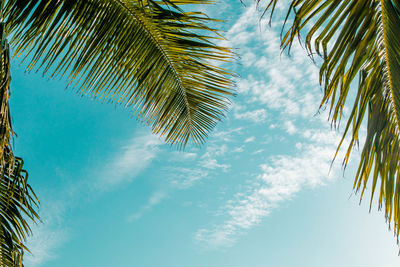 Low angle view of palm tree against blue sky