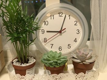 Close-up of potted plants against wall