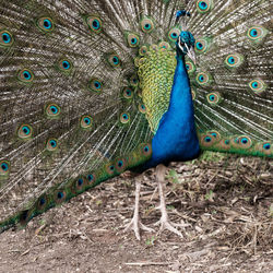 Portrait of peacock