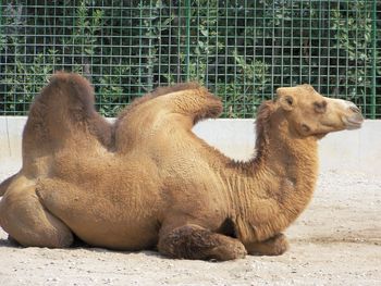 Lion relaxing in zoo