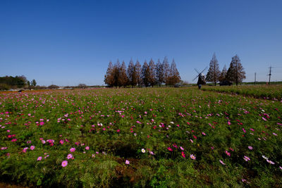 Scenic view of purple flowering plants on field against clear sky