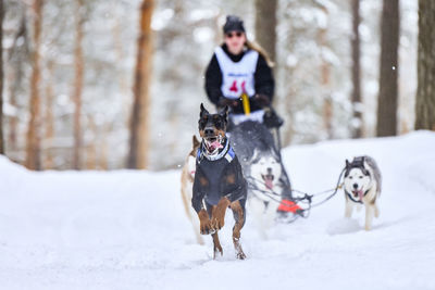 Two dogs running on snow covered land