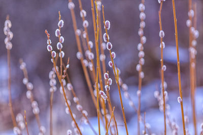 Close-up of wet plants during winter