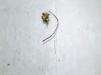 Close-up of insect on white wall