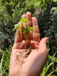 Close-up of hand holding plant