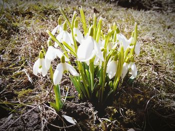 Close-up of white flowers growing in field