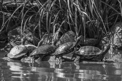 View of turtles in calm water