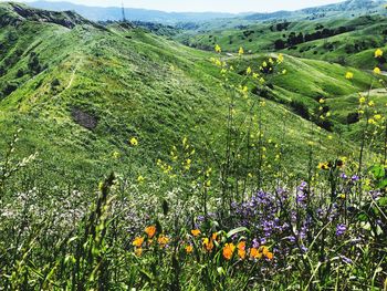 Scenic view of flowering plants on land