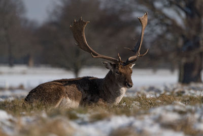 Deer resting on land during winter