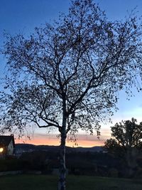 Silhouette tree on field against sky at sunset