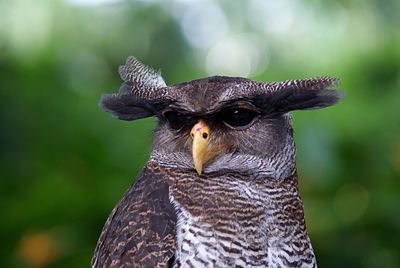 Close-up of owl looking away