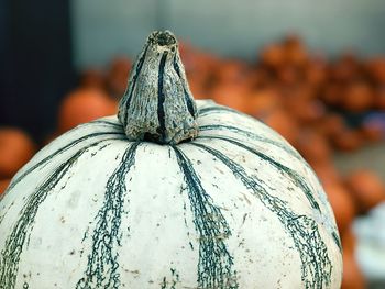 Close-up of pumpkin on land