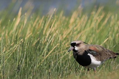 Bird on grassy field