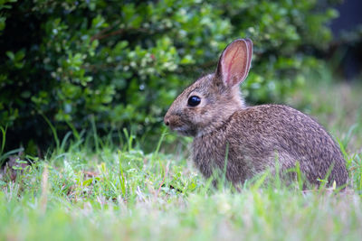 Close-up of rabbit on field