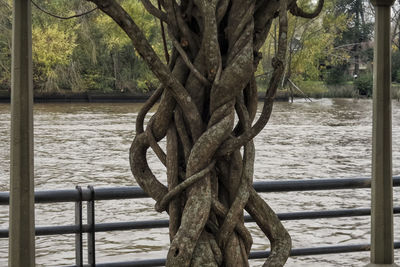 Close-up of metal tree in water