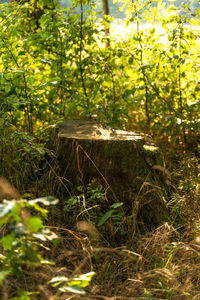 Close-up of tree stump in forest