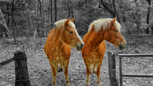 Horses standing on field during winter