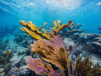 Close-up of coral in sea