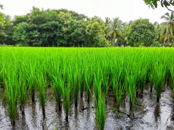 Scenic view of farm