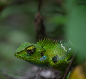 Large scaled forest lizard